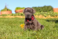 Koda, a male Cane Corso for sale in Sugarcreek, OH – 8 of 10