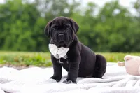 Jade, a female Cane Corso for sale in Sugarcreek, OH – 6 of 10