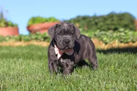 Juno, a female Cane Corso for sale in Sugarcreek, OH – 10 of 10
