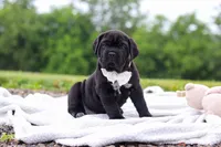 Jade, a female Cane Corso for sale in Sugarcreek, OH – 7 of 10