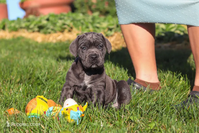 Juno – Cane Corso puppy for sale in Sugarcreek, OH