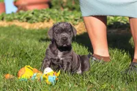 Juno, a female Cane Corso for sale in Sugarcreek, OH – 1 of 10