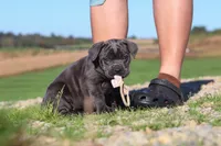 Cali, a female Cane Corso for sale in Sugarcreek, OH – 8 of 10