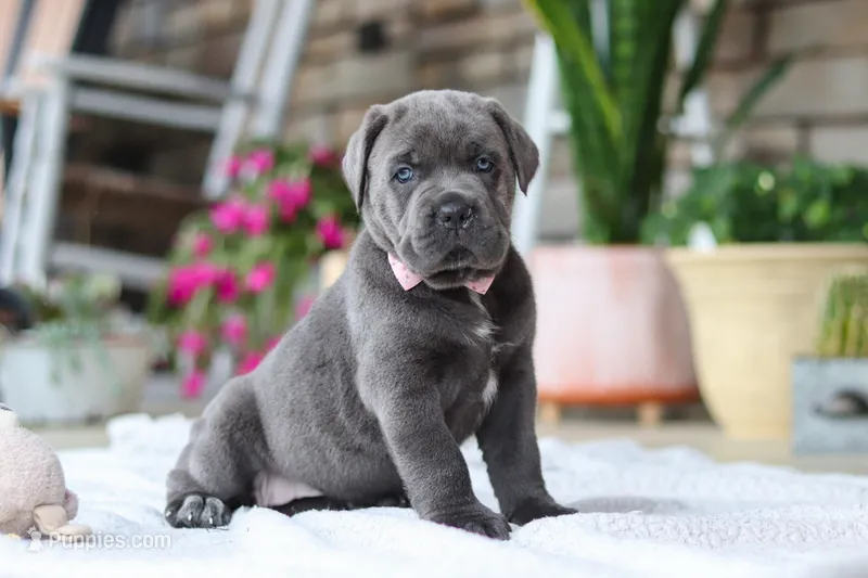 Zola – Cane Corso puppy for sale in Sugarcreek, OH
