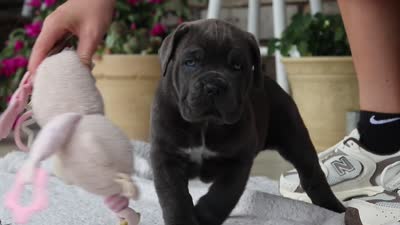 Barrett, a male Cane Corso for sale in Sugarcreek, OH – 10 of 10