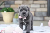 Zola, a female Cane Corso for sale in Sugarcreek, OH – 4 of 10