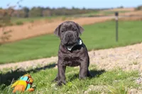 Diego, a male Cane Corso for sale in Sugarcreek, OH – 2 of 10