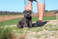 Cali, a female Cane Corso for sale in Sugarcreek, OH – 10 of 10