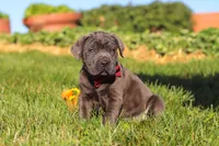 Koda, a male Cane Corso for sale in Sugarcreek, OH – 3 of 10