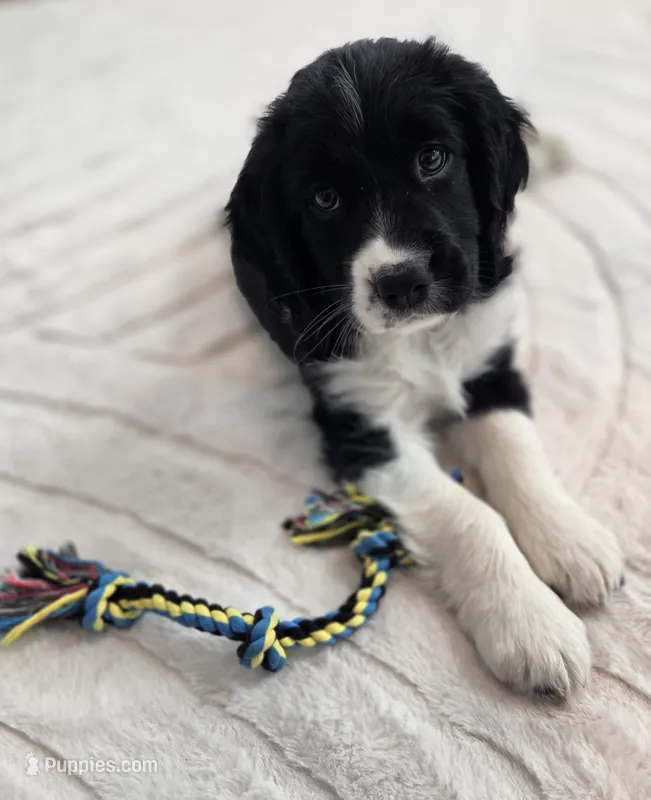 Caz – English Springer Spaniel puppy for sale in East Lansing, MI