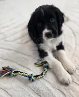 Caz, a male English Springer Spaniel for sale in East Lansing, MI – 1 of 8