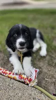 Caz, a male English Springer Spaniel for sale in East Lansing, MI – 6 of 8