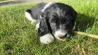 Caz, a male English Springer Spaniel for sale in East Lansing, MI – 3 of 8