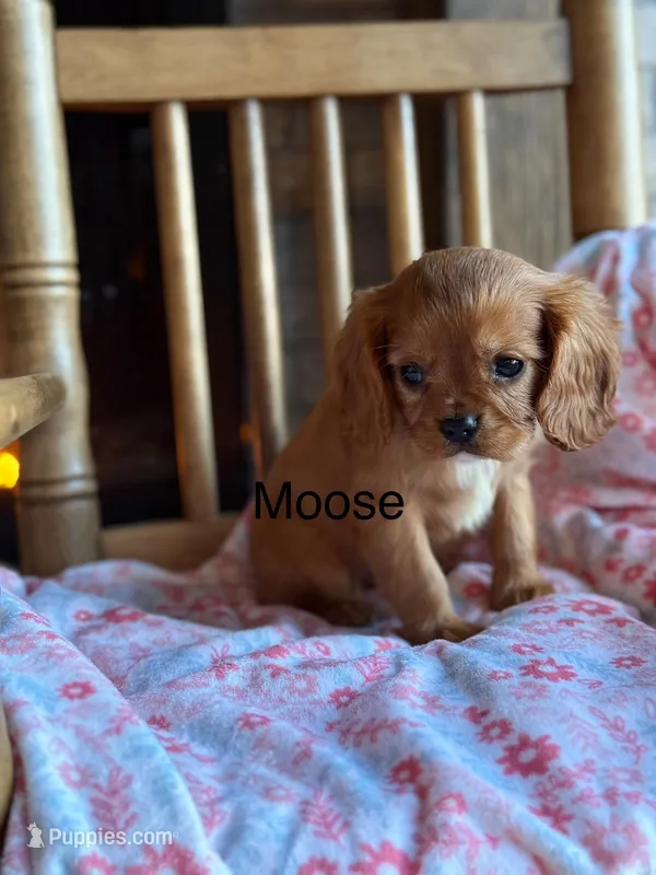 Moose – Cavalier King Charles Spaniel puppy for sale in Falls Of Rough, KY