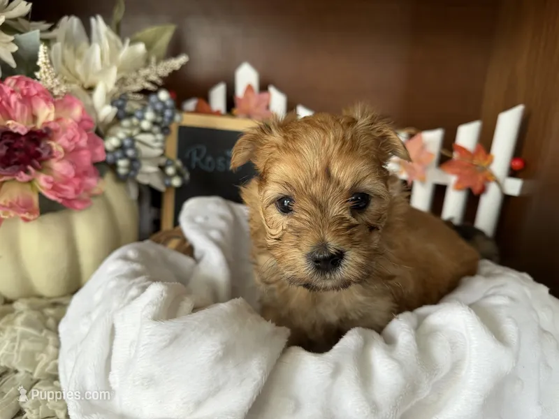 Rosie – Morkie puppy for sale in Lyndonville, NY