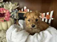 Rosie, a female Morkie for sale in Lyndonville, NY – 1 of 2