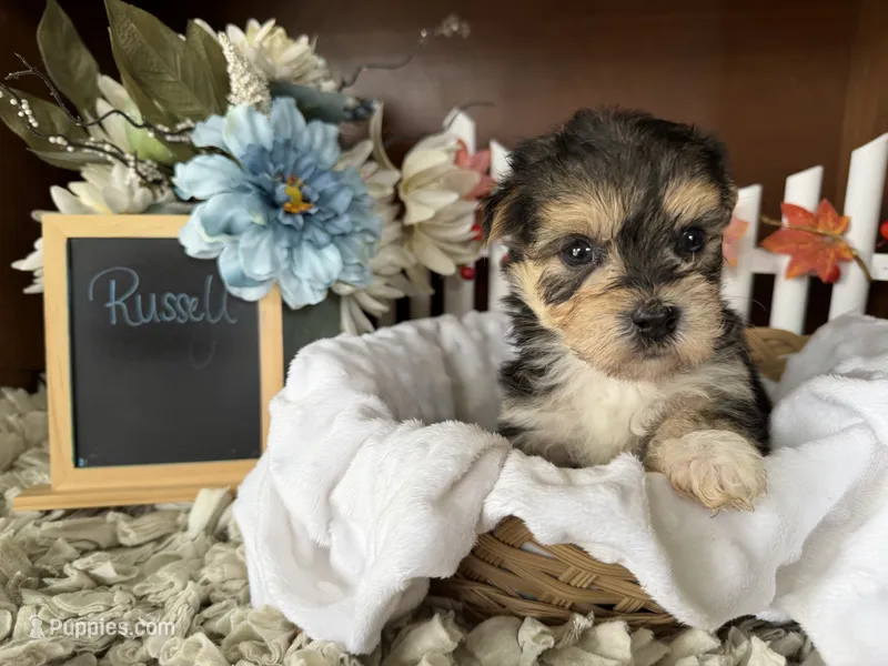 Russell – Morkie puppy for sale in Lyndonville, NY