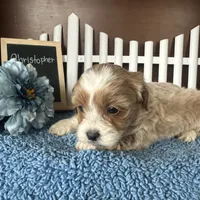 Christopher, a male Shihpoo for sale in Lyndonville, NY – Photo 7 of 7