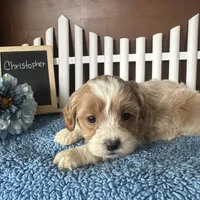 Christopher, a male Shihpoo for sale in Lyndonville, NY – Photo 2 of 7