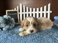 processed/b1f0ea75-443b-4d26-b8ad-4cc68be8fb2f/listing/1245a21d-89ee-4453-b6cf-754ce2bf6825/5366c1b5-3854-47c5-a280-ee36f44323b2