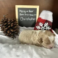 Christopher, a male Shihpoo for sale in Lyndonville, NY – Photo 5 of 7