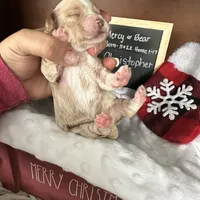 Christopher, a male Shihpoo for sale in Lyndonville, NY – Photo 4 of 7