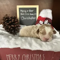 Christopher, a male Shihpoo for sale in Lyndonville, NY – Photo 3 of 7