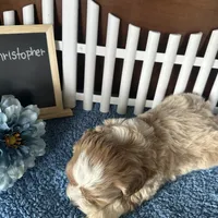 Christopher, a male Shihpoo for sale in Lyndonville, NY – Photo 6 of 7