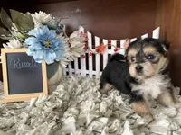 Russell, a male Morkie for sale in Lyndonville, NY – 2 of 4