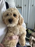 Claus, a male Shihpoo for sale in Lyndonville, NY – Photo 2 of 7