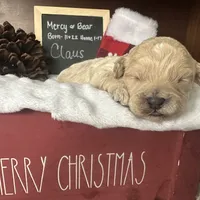 Claus, a male Shihpoo for sale in Lyndonville, NY – Photo 5 of 7