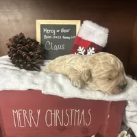 Claus, a male Shihpoo for sale in Lyndonville, NY – Photo 7 of 7