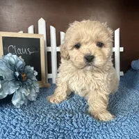 Claus, a male Shihpoo for sale in Lyndonville, NY – Photo 6 of 7