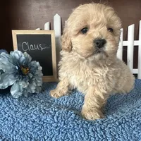 Claus, a male Shihpoo for sale in Lyndonville, NY – Photo 4 of 7