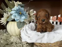 Rusty, a male Cavapoo for sale in Lyndonville, NY – 3 of 3