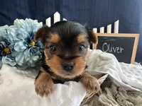 Oliver, a male Yorkshire Terrier for sale in Lyndonville, NY – Photo 6 of 6