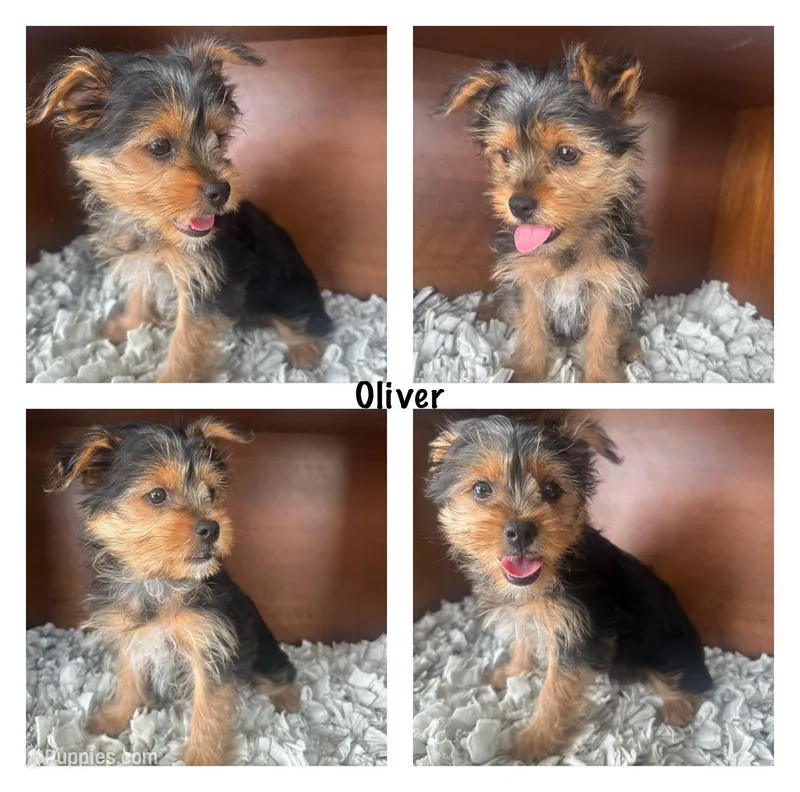 Oliver