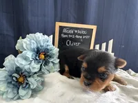 Oliver, a male Yorkshire Terrier for sale in Lyndonville, NY – Photo 3 of 6