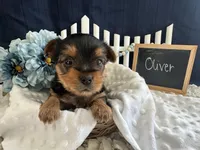 Oliver, a male Yorkshire Terrier for sale in Lyndonville, NY – Photo 2 of 6