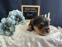 Oliver, a male Yorkshire Terrier for sale in Lyndonville, NY – Photo 4 of 6