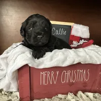 Callie, a female Yorkipoo for sale in Lyndonville, NY – Photo 4 of 5