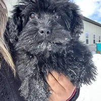 Callie, a female Yorkipoo for sale in Lyndonville, NY – Photo 1 of 5