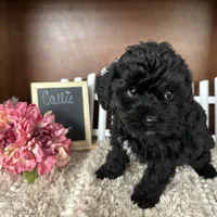 Callie, a female Yorkipoo for sale in Lyndonville, NY – Photo 3 of 5