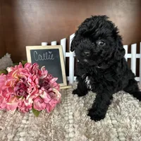 Callie, a female Yorkipoo for sale in Lyndonville, NY – Photo 5 of 5