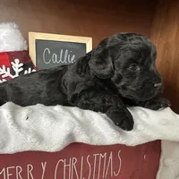 Callie, a female Yorkipoo for sale in Lyndonville, NY – Photo 2 of 5