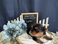 Lucas, a male Yorkshire Terrier for sale in Lyndonville, NY – Photo 5 of 6