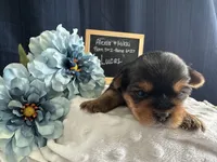 Lucas, a male Yorkshire Terrier for sale in Lyndonville, NY – Photo 3 of 6