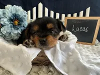 Lucas, a male Yorkshire Terrier for sale in Lyndonville, NY – Photo 6 of 6
