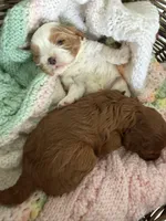 Rusty, a male Cavapoo for sale in Lyndonville, NY – 2 of 3
