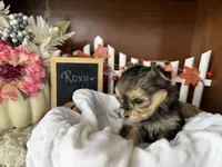 Roxy, a female Morkie for sale in Lyndonville, NY – 2 of 3